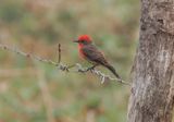 Scarlet Flycatcher