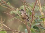 White-wedged Piculet