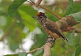 White-wedged Piculet