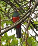 Black-tailed Trogon