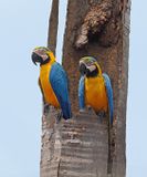 Blue-and-yellow Macaw
