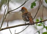 Bolivian Slaty-Antshrike