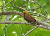 Pale-crested Woodpecker