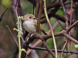 Rusty-fronted Tody-Flycatcher