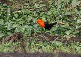 Scarlet-headed Blackbird
