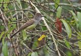 Short-crested Flycatcher