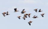 White-faced Whistling-Duck