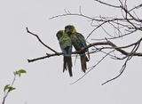 Yellow-collared Macaw