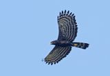 Black-Hawk Eagle
