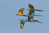 Blue-and-yellow Macaw
