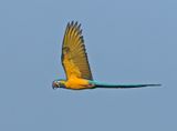 Blue-and-yellow Macaw