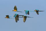 Blue-and-yellow Macaw