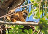 Bolivian Howler Monkey