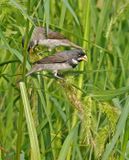 Double-collared Seedeater