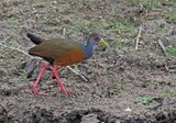 Gray-cowled Wood-Rail