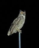 Great Horned Owl