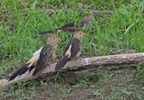 Guira Cuckoo