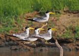 Large-billed Tern