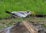 Large-billed Tern