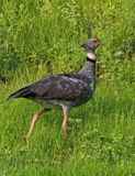 Southern Screamer