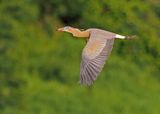 Whistling Heron