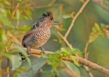 Barred Antshrike
