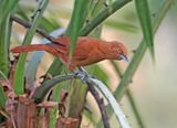 Rufous Cacholote