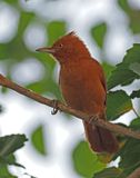 Rufous Cacholote