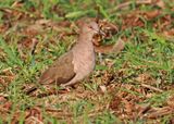 White-tipped Dove