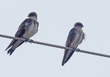 Brown-chested Martin