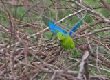Cobalt-rumped Parrotlet
