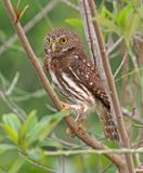 Ferruginous Pygmy-Owl