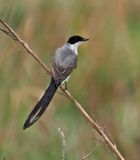 Fork-tailed Flycatcher