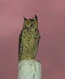 Great Horned Owl