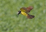Great Kiskadee