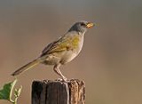 Great Pampa-Finch