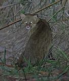 Pantanal Cat