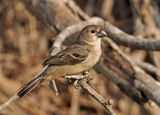 Rusty-collared Seedeater