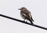 Gray-rumped Monjita