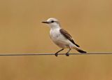 Gray-rumped Monjita