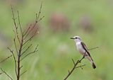 Gray-rumped Monjita
