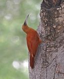 Great Rufous Woodcreeper