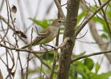 Mouse-colored Tyrannulet