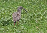 Plumbeous Ibis