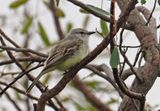 Suiriri Flycatcher