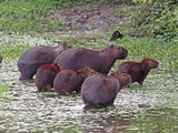 Capybara