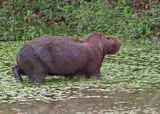 Capybara