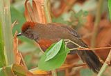 Cinereous-breasted Spinetail