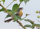 Long-tailed Reed-Finch
