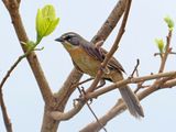 Long-tailed Reed-Finch